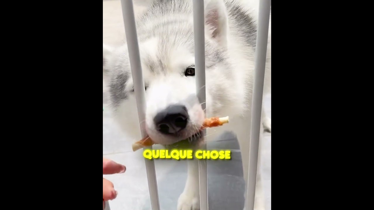 CE CHIEN EST UN GÉNIE ! 😱🐶