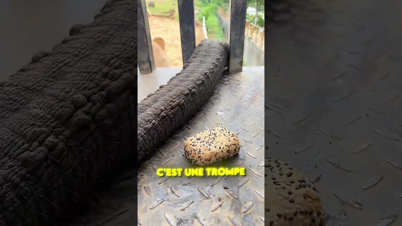 CE SERPENT GÉANT FONCE SON GOÛTER ! 😱🐍
