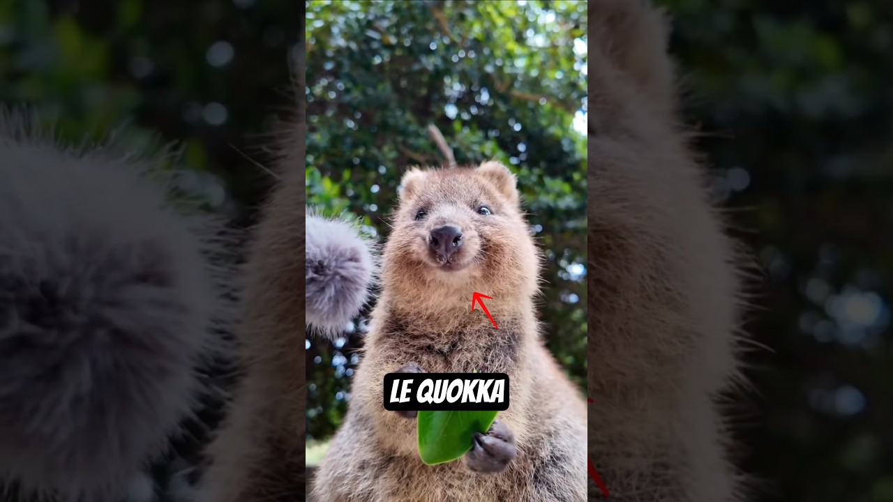 L'animal le plus heureux du monde ? Le Quokka 🦘 #quokka #rottnestisland #australie #animaux #animals