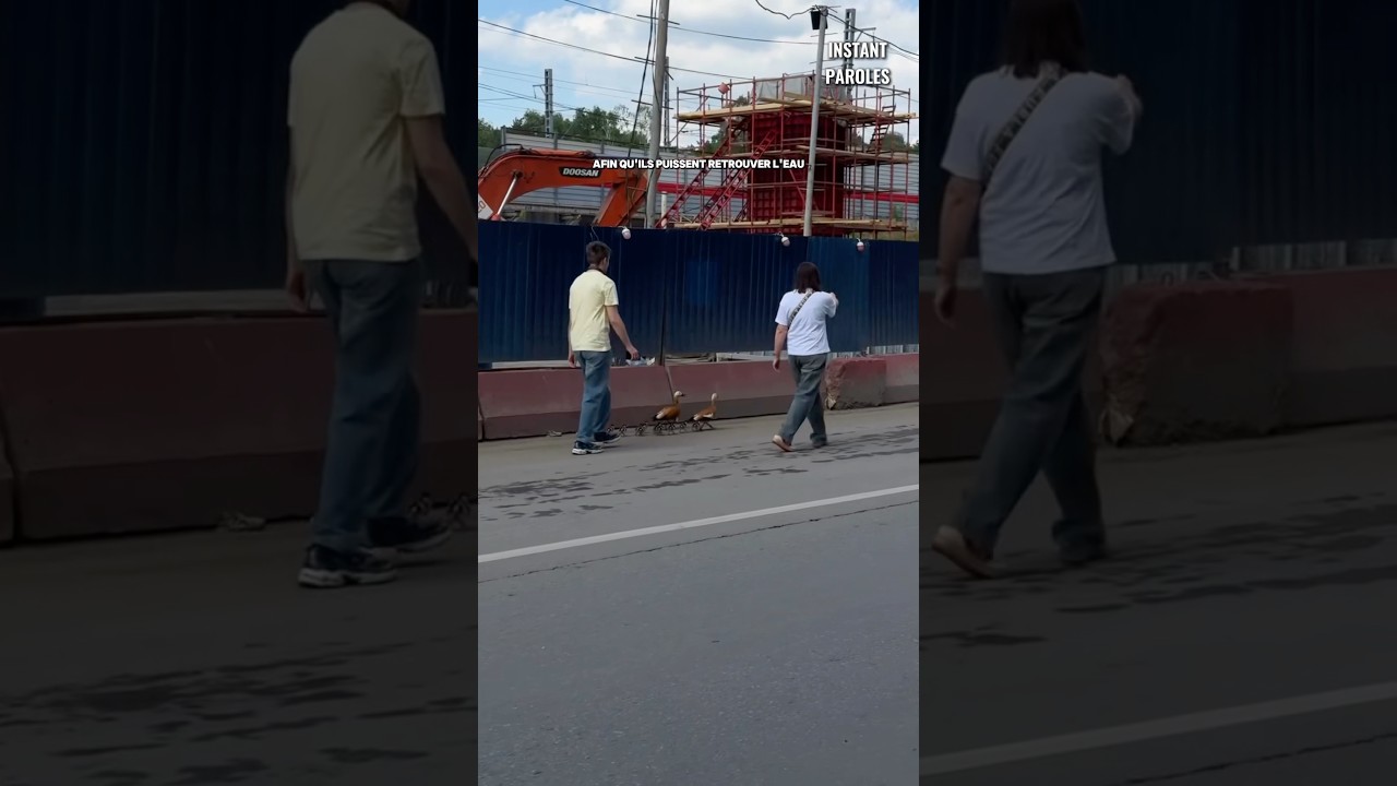 Ces deux personnes accompagnent une famille de canards jusqu’à un étang