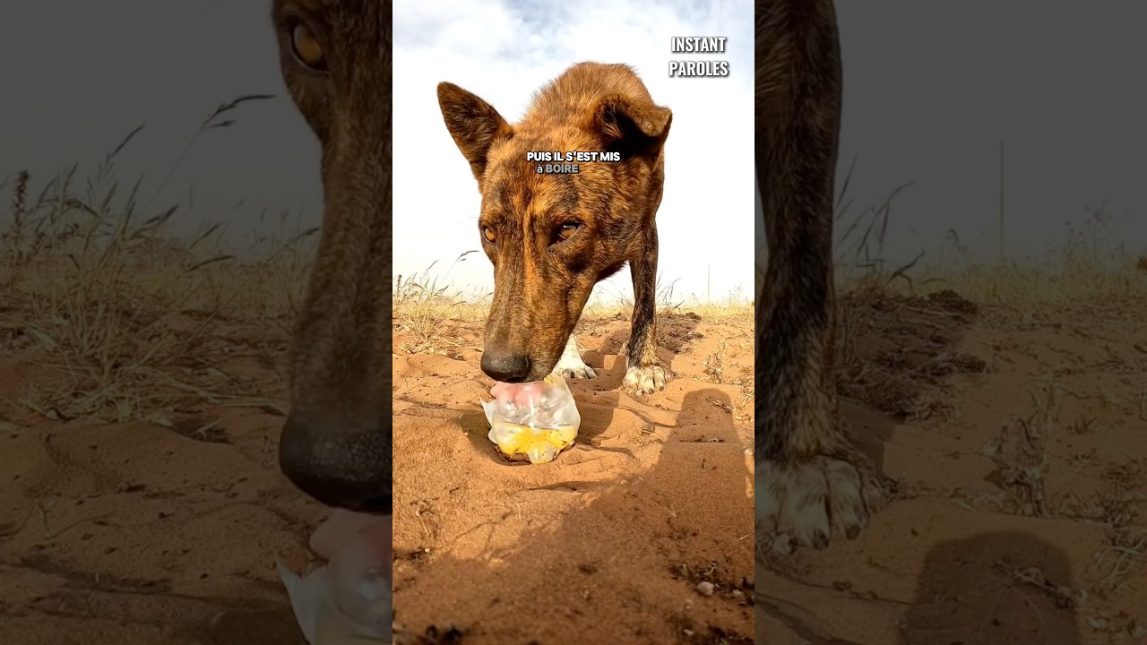 Cet homme se mobilise pour hydrater un chien dans cette zone désertique