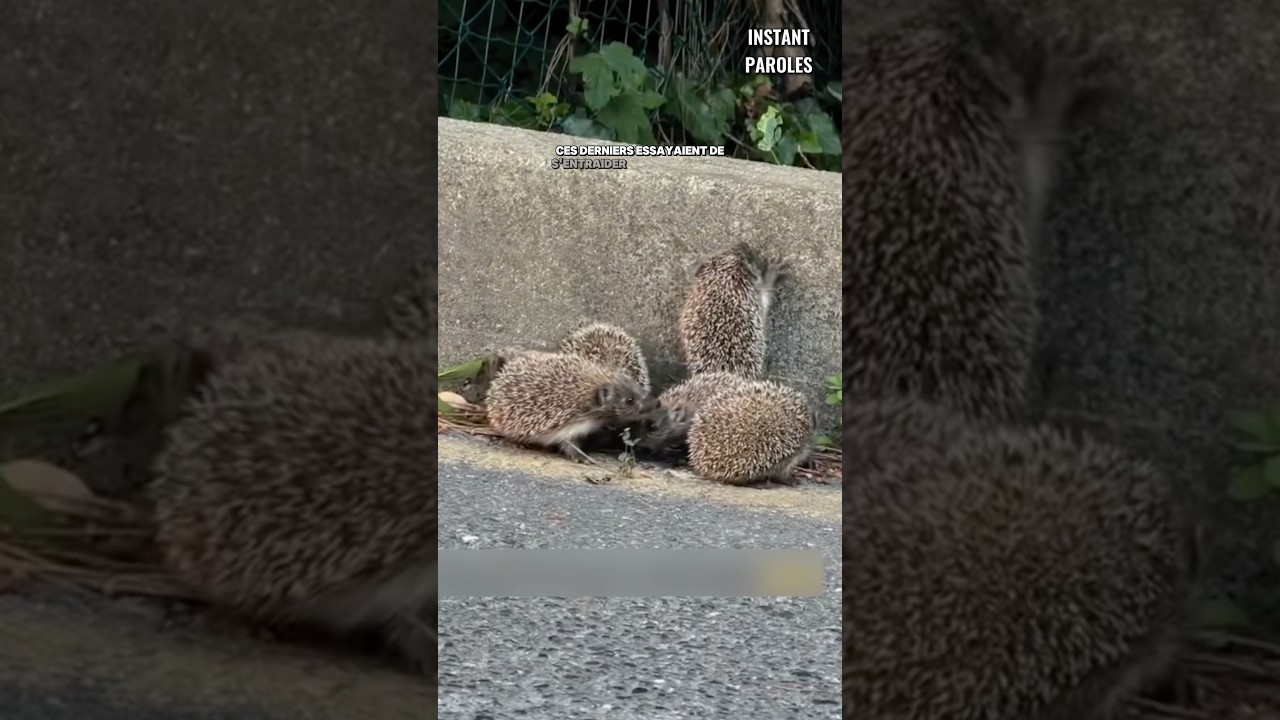 Ces hérissons reçoivent une aide inattendue pour franchir cette bordure de trottoir