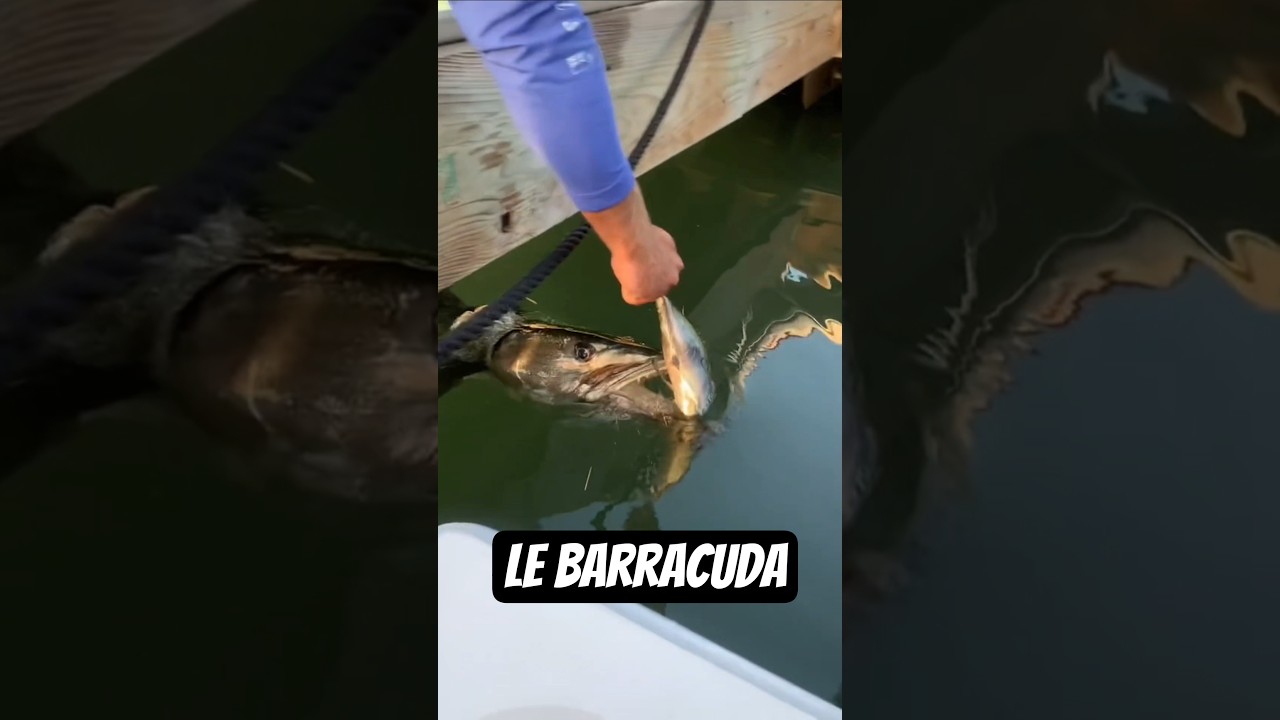 Un poisson qui attaque un requin ?! 😱 Voici le Barracuda !! #barracuda #baracuda #requin #shark #fyp
