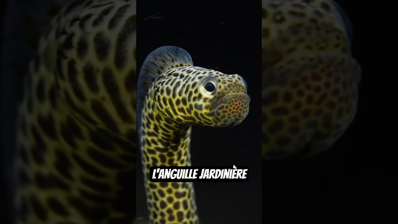 Un poisson très étonnant ! ✨️ Voici l'anguille jardinière ! 🐟 #anguille #poisson #fish #gardeneel