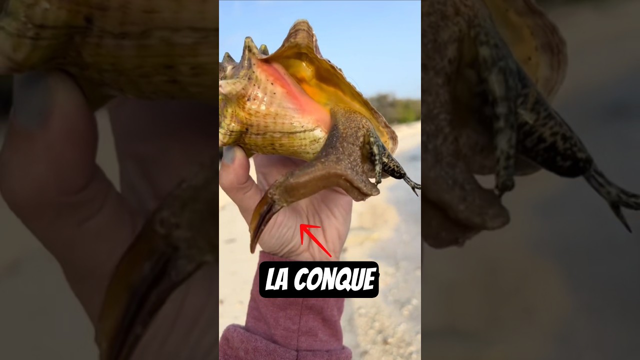 Un Animal encore très méconnu ! Voici la Conque ! 🐚 #Conque #conch #marinelife #animaux #ocean