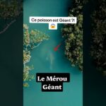 Ce poisson va t'impressionner ! Voici le Mérou Géant ! 👑 #merou #grouper #poisson #fish #animaux