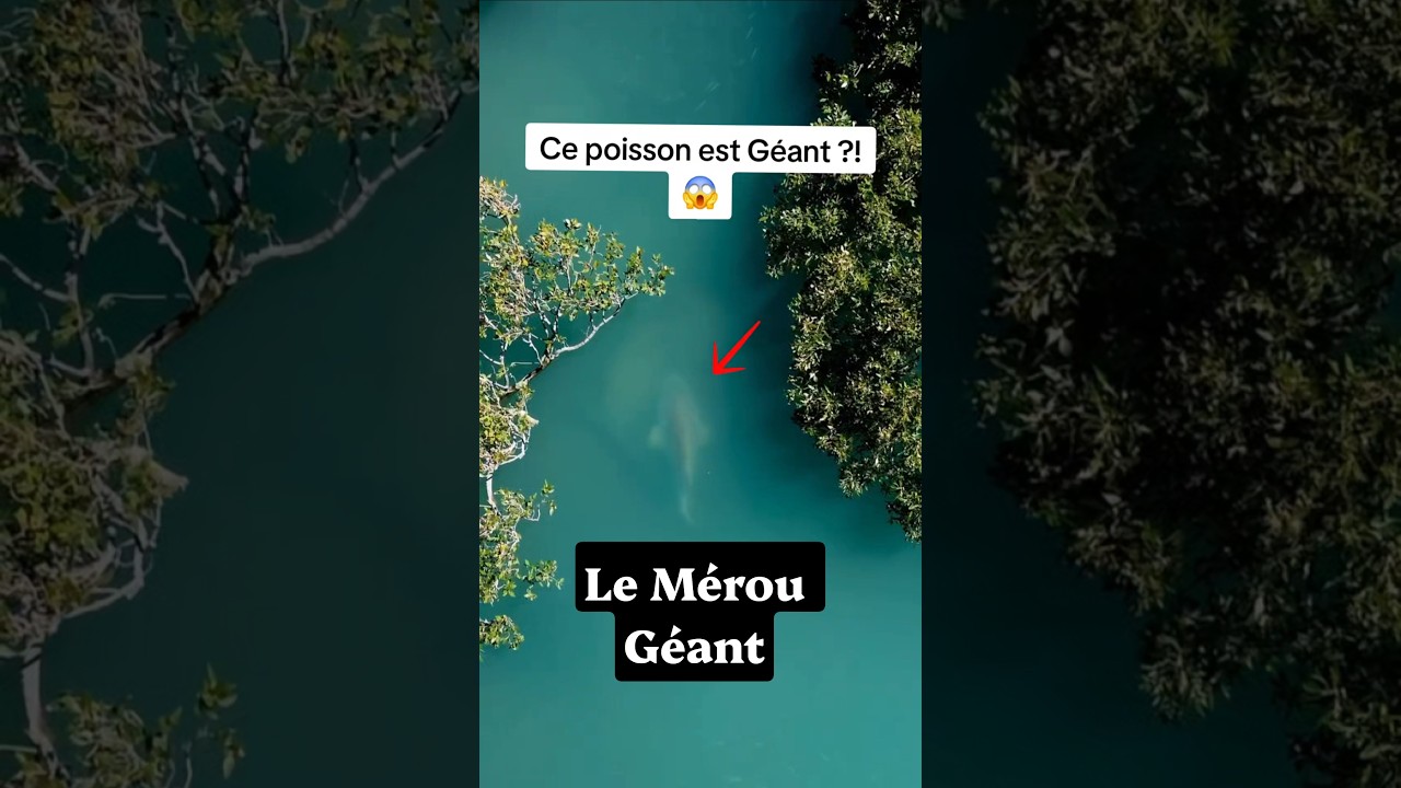 Ce poisson va t'impressionner ! Voici le Mérou Géant ! 👑 #merou #grouper #poisson #fish #animaux
