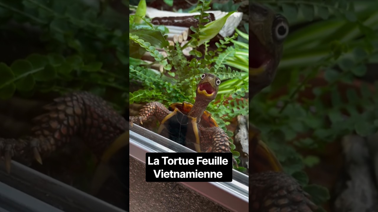 On a retrouvé Maître Oogway Voici la Tortue Feuille Vietnamienne 🐢 #tortue #turtle #kungfupanda #fyp