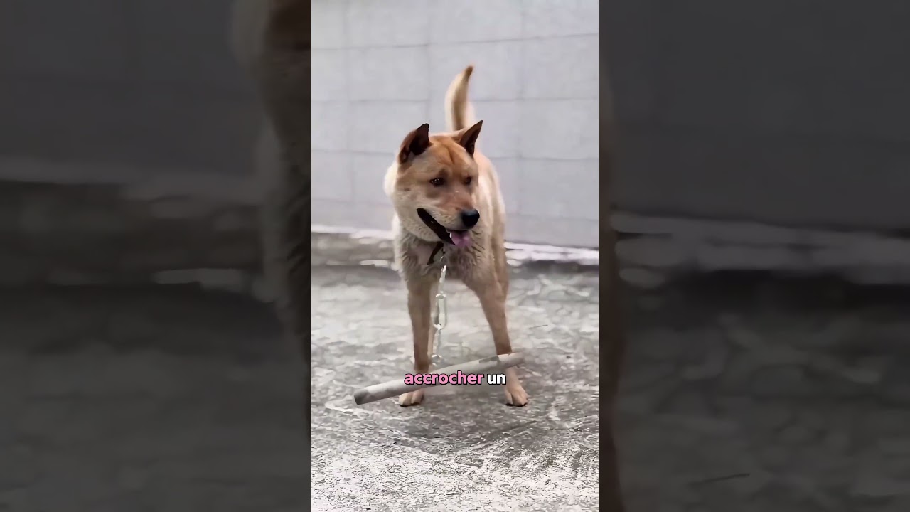 Pourquoi Ce Chien Porte Ce Truc😳