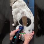 Un Chien Avec Un Pelage Rare