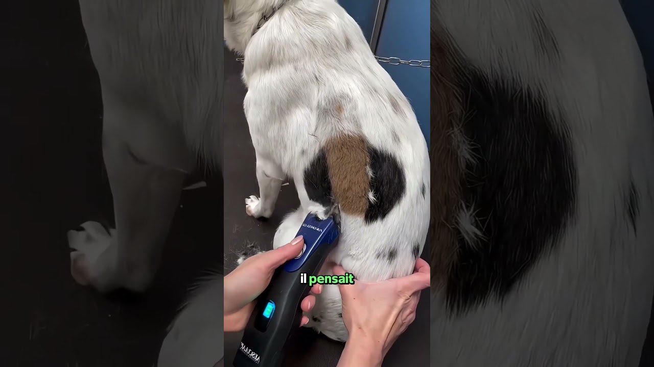 Un Chien Avec Un Pelage Rare